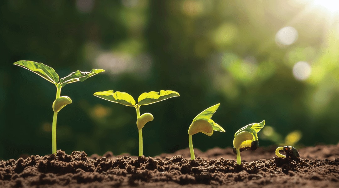 five green in a line planted in soil each depicting a different growth stage