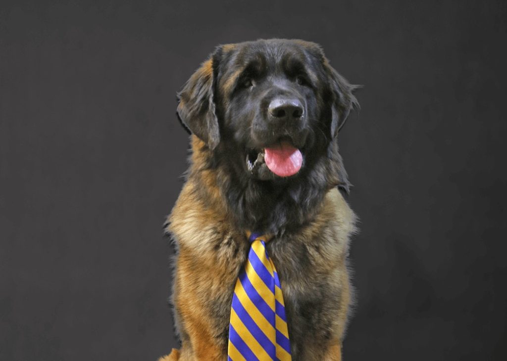 Headshot of a Mirazon dog