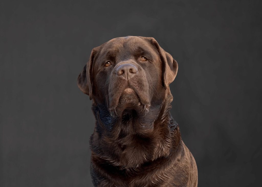 Headshot of a Mirazon dog