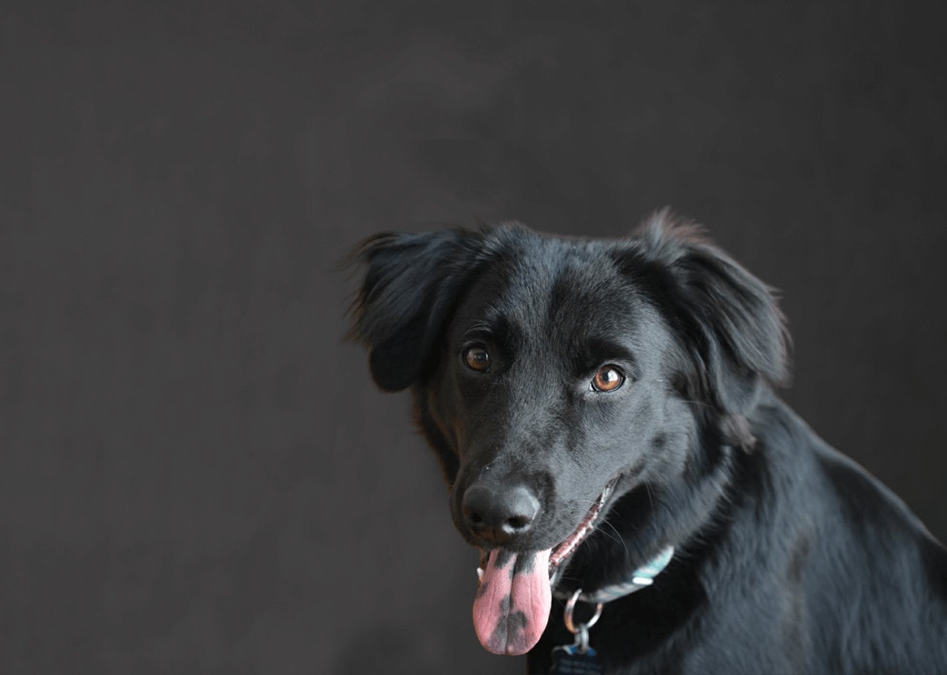 Headshot of a Mirazon dog