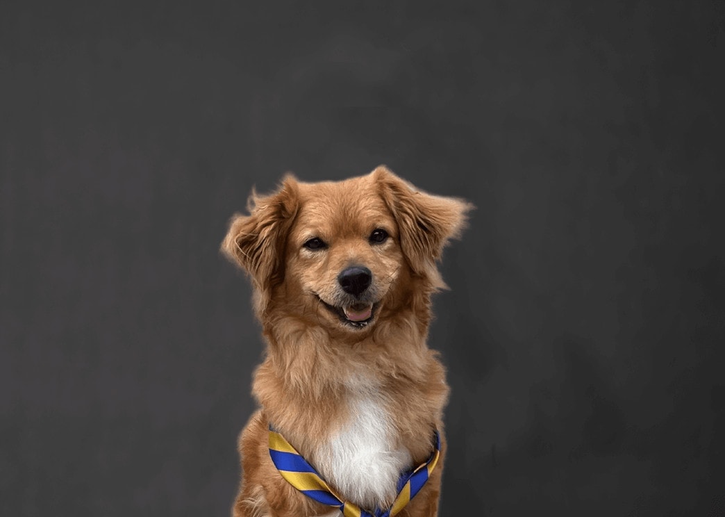 Headshot of a Mirazon dog with a blue and yellow tie
