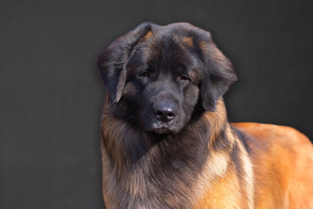 headshot of a Mirazon dog