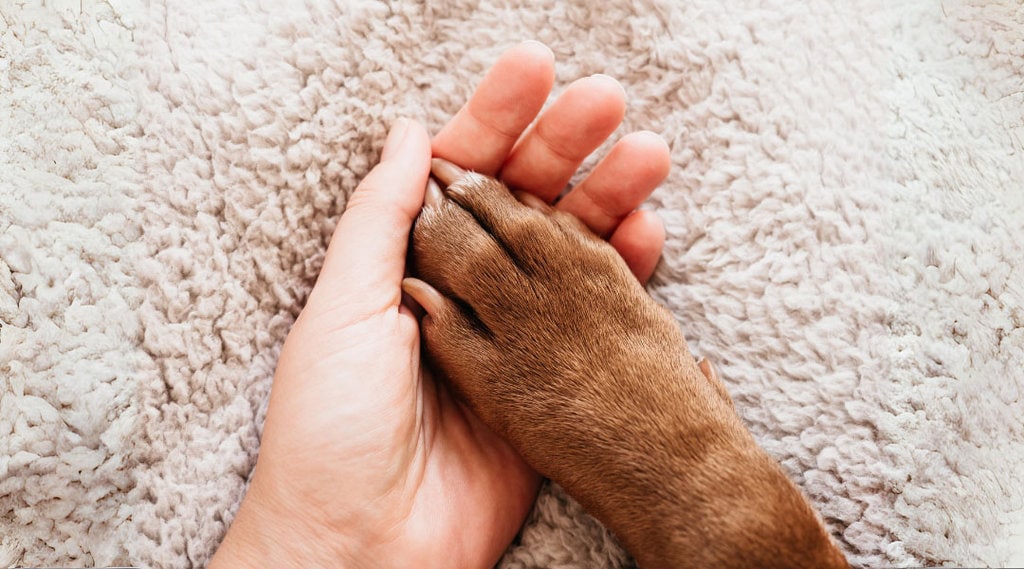 close up of a hand holding a dog paw