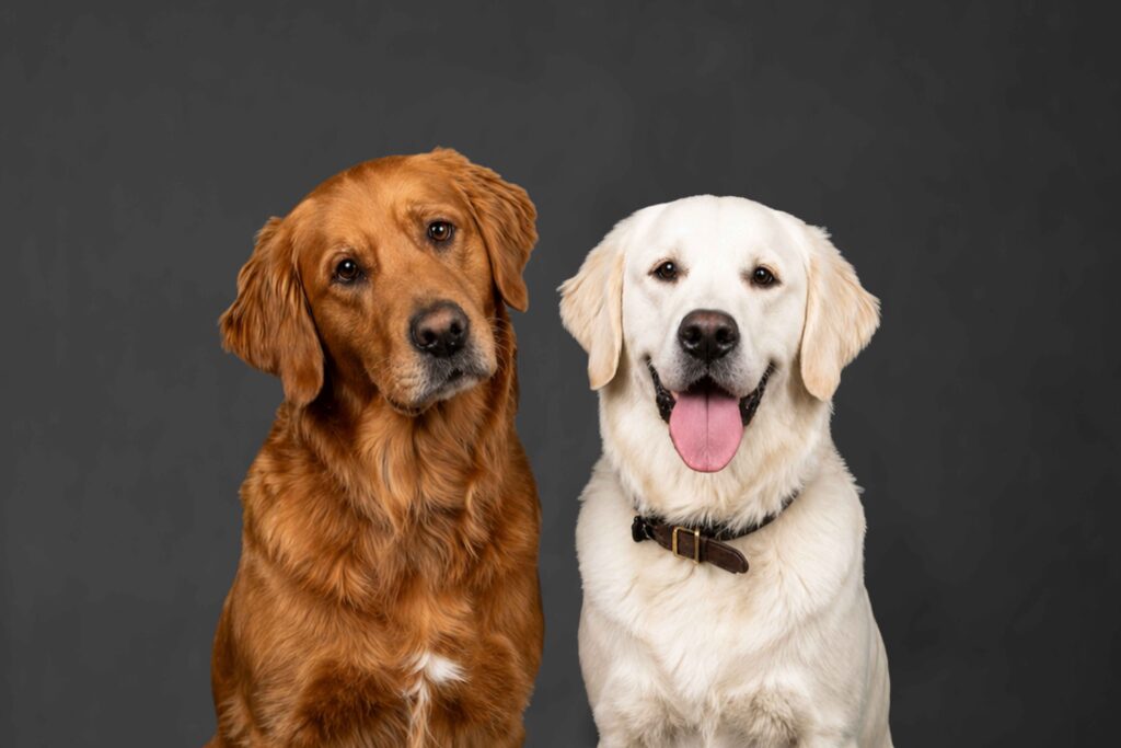 Shadow and Lilly Supporting Dog Staff